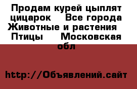 Продам курей цыплят,цицарок. - Все города Животные и растения » Птицы   . Московская обл.